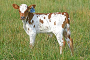 s_2570_s.jpg - Super Sky x Over Kill - 2006 Calf