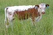 s_2705_s.jpg - Unattainable x Mile Marker - 2006 Heifer