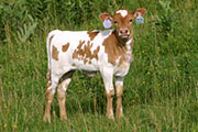 Phenome Not Calf 2006 - Phenome Not x Victory Lap - 2006 Heifer - s_2845