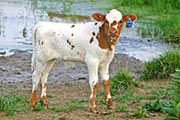Super Shot Calf 2006 - Super Shot x Victory Lap - 2006 Bull - s_3187