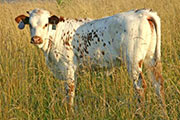 Jump A Mile - Jumper Choice x Mile Marker - 2006 Heifer - s_3211