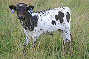 s_3315_s.jpg - Senachoo x Over Kill - 2006 Bull