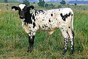 s_3325_s.jpg - Do Over x Over Kill - 2006 Heifer