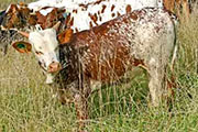 Akeelah - Mara Karaka x Akeem - 2006 Heifer - s_5438