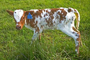 stedy_temp_s.jpg - Steady Temp x Clear Win - 2012 Heifer