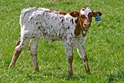 Queen of Adrenalin Calf 2007 - Queen of Adrenalin x Victory Lap - 2006 Bull - t_0842