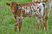t_0880_calf_s.jpg - Kookachoo x Super Duty - 2007 Heifer
