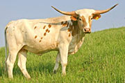 t_1801_s.jpg - Winners Tune - Grand Champion Jr. Heifer - NETLA 2006