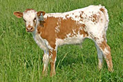Smooth Miles - All Presend x Mile Marker - 2007 Bull - t_1974