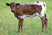 Sweet Victoria - Super Sooty x Victory Lap - 2007 Heifer - t_2281