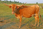 t_2659_s.jpg - Esmerelda