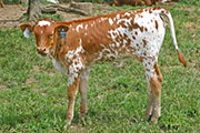 t_3000_s.jpg - Gizmo Gail x Over Kill - 2007 Heifer
