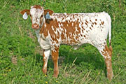 Limited Scope - High Hickory x Unlimited - 2007 Heifer - t_3133