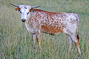 Shot Of Victory - Shot of Victory Yearling Heifer - t_3550