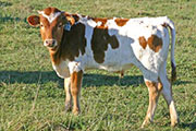 t_6967_s.jpg - Win Out x Tempter - 2007 Bull