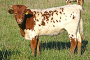 Shadow Slush - Precious Field x The Shadow - 2007 Heifer - t_6988
