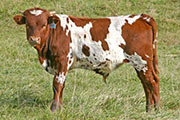 t_7269_s.jpg - High Tide x Over Kill - 2007 Bull