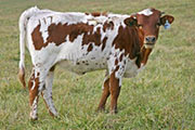t_7448_s.jpg - Fancy V x Overkill - 2007 Heifer