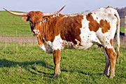 u_1063_s.jpg - Dancer x Winchester 2006 Heifer