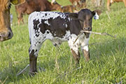 u_1214_s.jpg - Precious Blade x Over Kill - 2008 Bull