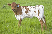 u_1542_s.jpg - Super Attain x Over Kill - 2008 Heifer
