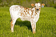 Anchor Leg - Unanchored x Victory Lap - 2008 Heifer - u_1604