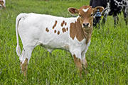 u_1968_s.jpg - Super Do x Win Win - 2008 Heifer
