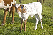 u_2139_s.jpg - Sweetie x Tempter - 2008 Heifer