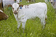 u_2151_s.jpg - Lap Dancer x Tempter - 2008 Bull