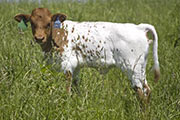 u_2178_s.jpg - Obvious Shadow x Tempter - 2008 Heifer