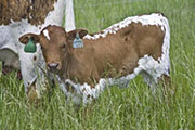 u_2194_s.jpg - Obviously Fultz x Tempter - 2008 Heifer