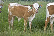 u_2301_s.jpg - Smoke Alarm x Tempter - 2008 Bull