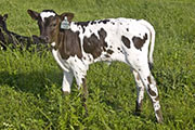 Blue Moves - Adrenalina x Victory Lap - 2008 Heifer - u_2341