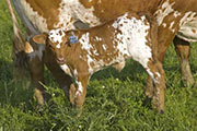u_2345_s.jpg - High Hickory x Tempter - 2008 Heifer