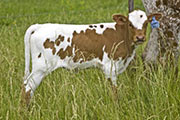 u_2777_s.jpg - Gonna Frolic x Tempter - 2008 Heifer