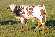 u_4720_s.jpg - Win City x Tempter - 2008 Bull Calf