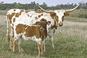 Super Point - I-243845 - u_5249