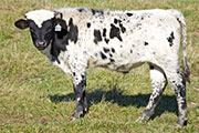 u_5715_s.jpg - Mulan x Tempter - 2008 Bull Calf