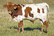u_5722_s.jpg - Field Dandy x Over Kill - 2008 Bull