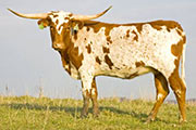 Super Scepter - I-246118 - u_6078