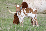 v_0594_s.jpg - Gizette x Super Fast - 2009 Heifer
