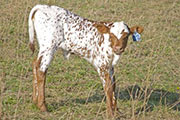 v_0635_s.jpg - Shine All Over x Over Kill - 2009 Heifer