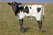 v_0641_s.jpg - Cyber Field x Over Kill - 2009 Bull