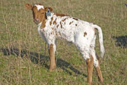 Sweet Fugue - Fugue x Super Fast - 2009 Heifer - v_0643