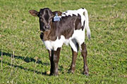 v_0791_s.jpg - Looney Tunes x Winning Sky - 2009 Bull