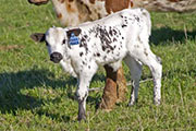 v_0898_s.jpg - Mark Maker x Winning Sky - 2009 Heifer