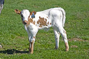 v_0933_s.jpg - Shadow Jubilee x Super Fast - 2009 Bull