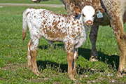 Jest As Fast - Jester x Super Fast - 2009 Heifer - v_0937