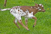 v_1094_s.jpg - Trophy Trip x Drag Iron - 2009 Heifer