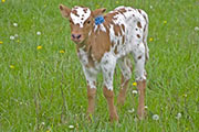 Yea! Faster - Yea! Victory x Super Fast - 2009 Heifer - v_1123